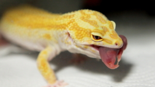 ピンクマウスを食べるレオパ