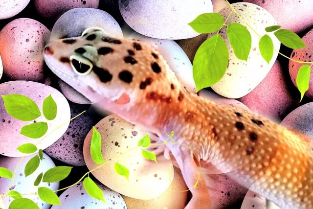 ヒョウモントカゲモドキの産卵について 産卵床や産卵前の行動 産卵した時の対処法を紹介 はちゅアリウム