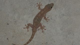 はちゅアリウム ヒョウモントカゲモドキやヤモリなどの爬虫類の飼育方法を紹介しています