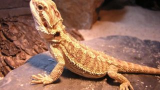 フトアゴヒゲトカゲ