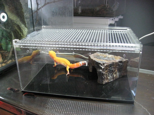 爬虫類の飼育にオススメのアクリルケージを紹介！！ | はちゅアリウム