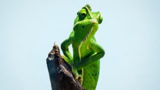 chameleon