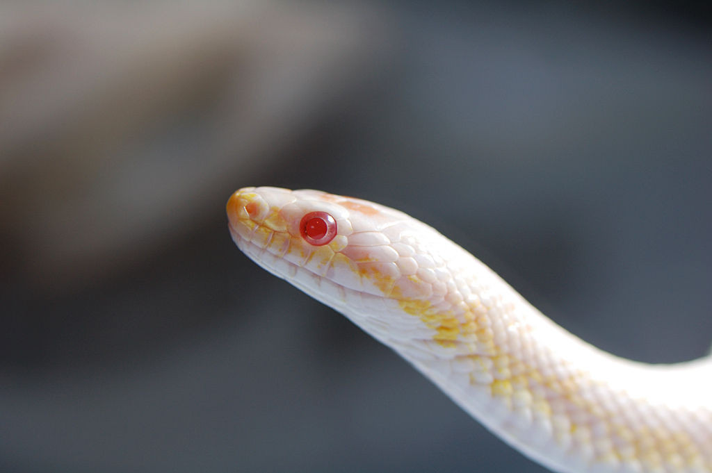 ヘビが餌を食べない ヘビが拒食になってしまう原因を紹介 はちゅアリウム