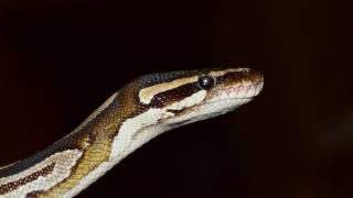 ボールパイソン